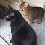 Ellen Braun - @ellenbraun98 - Instagram