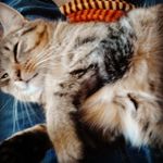 Ellen Braun - @ellenbraun3010 - Instagram