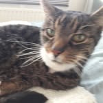 Ellen Brouwer - @elsie_cheetah - Instagram