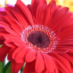 Ellen Brown - Facebook