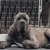 Ellen Brown - @tayo_brown_canecorso - TikTok