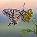 Ellen Buckley - Facebook