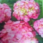 Ellen Benefield Calhoun - @ecalhoun56 - Instagram