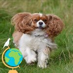 Ellen Strachan Carmichael - @saorsatheblenheimcavalier - Instagram