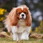 Ellen Strachan Carmichael - @saorsa_blenheim_of_scotland - Instagram