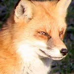 Ellen Caruso-Garland - @wildlife_adventurer1964 - Instagram
