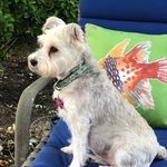 Ellen Caruso-Garland - @c.cjettybuoyandozziesworld - Instagram