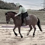 ellen chambers - @chambers.equestrian - Instagram