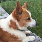 Ellen Charles - @ecpenguin60 - Instagram