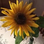 Ellen Clausen - @ellen_clausen - Instagram