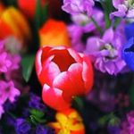 Ellen Chambers Coyne - @ellencoyne22 - Instagram