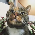 Ellen Daugherty - @outercitykitty - Instagram
