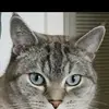 ellendeutschland - @ellendeutschland - TikTok