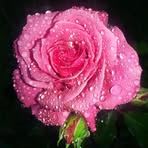 Ellen Dickie - Facebook