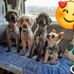 Ellen Dickson - Facebook