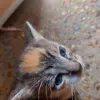 ellen_dix - @ellen_emanuellen - TikTok