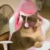 _xEllenx_ - @ellenhafdobson - TikTok