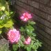 Ellen Dover - Facebook
