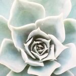 Ellen Drury Conrad - @regaroo456 - Instagram