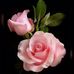 Ellen Dubois - Facebook
