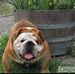 Bulldogs of Timber Ridge / Ellen Dunaway - Facebook