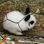 Ellen Dyregaard Jakobsen - @ellendyregaard - Instagram