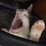 Ellen Eckert - @kronenkranich1 - Instagram