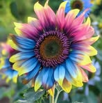 Ellen Esposito - Facebook