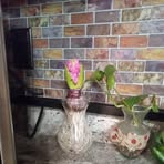 Ellen Esposito - Facebook