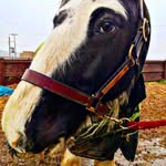 Lucy-ellen Faircloth - @the.horsewhoisverysilly - Instagram