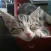 ellenferris531 - @ellenferris531 - TikTok