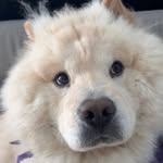 Ellen Tobey Fields - @el.lenthepup - Instagram