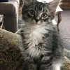 ellenfingerson - @ellenfingerson - TikTok