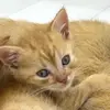 ELLEN FISHER - @ellen.fisher1 - TikTok