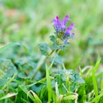 Ellen | Texas flower farm | Crowley, TX - @henbit.acre.flower.farm - Instagram
