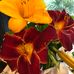 Ellen Brooks Foreman - Facebook