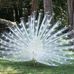 Ellen Forsyth - Facebook
