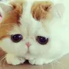 Ellen_Forsythe - @_sonya.forsythe - TikTok