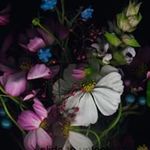 Ellen Foss - @catlady2358 - Instagram
