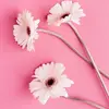 jood_360 - @ellenfriend0 - TikTok