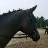 harmsgallyon - @ellengallyon - TikTok