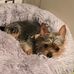 Ellen Gallant O'Connor - Facebook