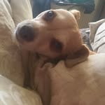 Ellen Geary - @poppsydoodle7 - Instagram