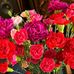 Ellen Gettinger - Facebook
