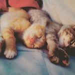 Ellen A Geiger-nish - @ellennish - Instagram