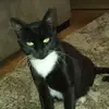 Eu sou um animal - @ellengeralda - TikTok