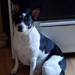Ellen Glasser - @rat_terrier_mom_ - Instagram