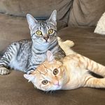 Ellen Glasser - @polykittiesofab - Instagram