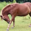 Maddie - @ellengheen - TikTok