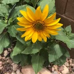 Ellen Goodrich - Facebook